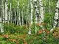 桂花糕，桂花糕是怎么做的?需要什么食材?
