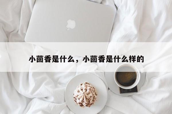 小茴香是什么，小茴香是什么样的-第1张图片-890百科网